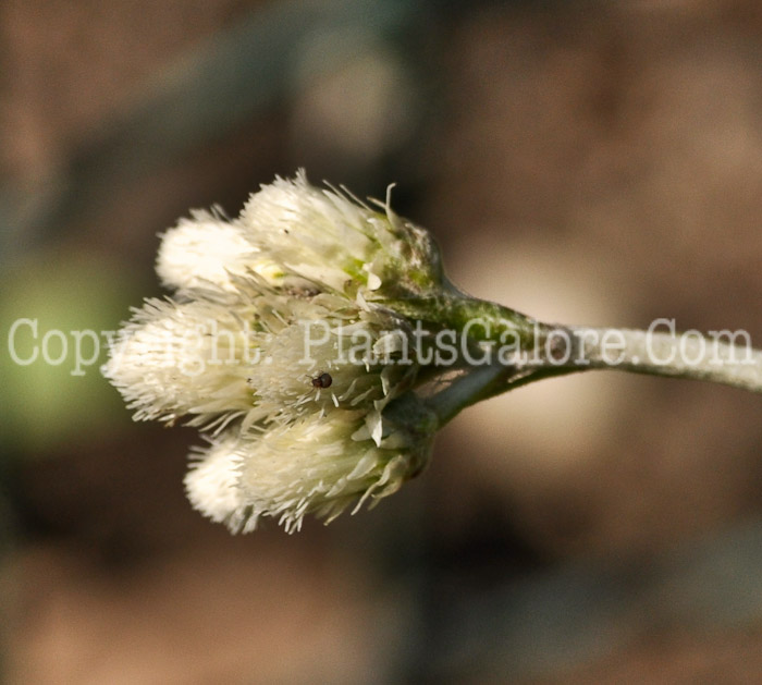 PGC-P-Antennaria-neglecta-aka-Smaller-Pussy-Toes-1
