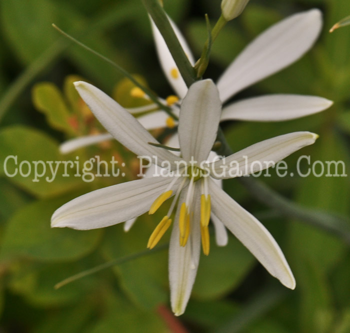 PGC-P-Anthericum-illiago-aka-St-Bernards-Lily-2