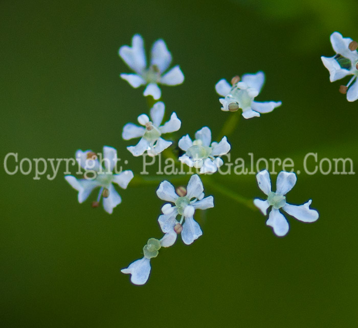 PGC-P-Anthriscus-cerefolium-aka-Salad-Chervil-0514m-3