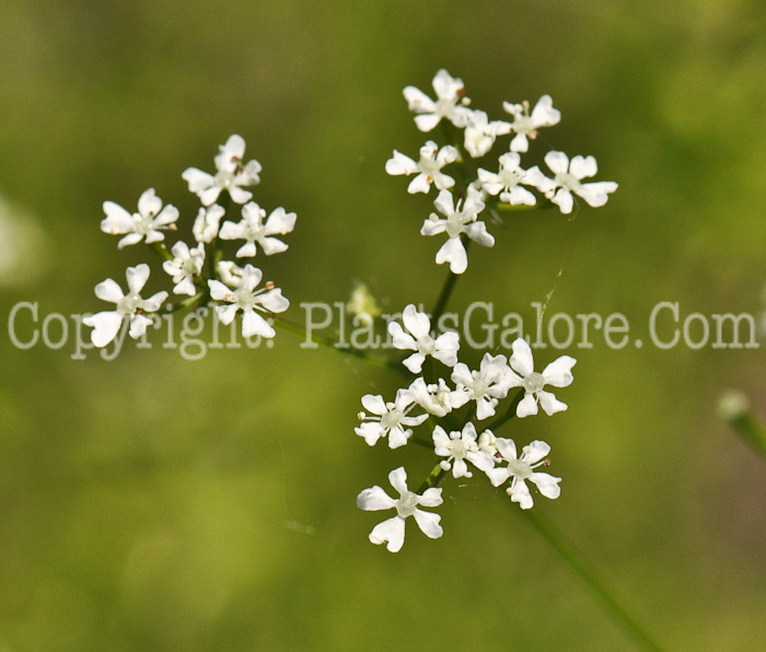 PGC-P-Anthriscus-cerefolium-aka-Salad-Chervil-1