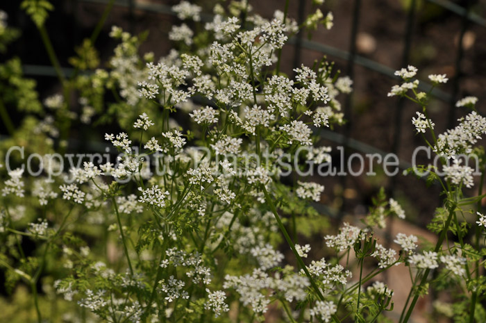 PGC-P-Anthriscus-cerefolium-aka-Salad-Chervil-4