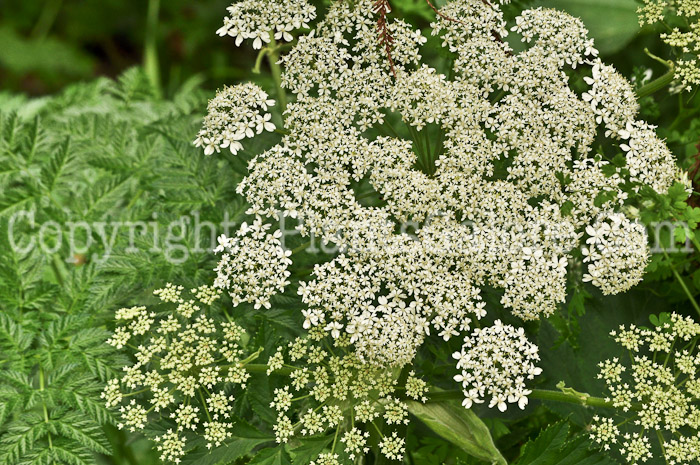 PGC-P-Anthriscus-sylvestris-aka-Cow-Parsley-1