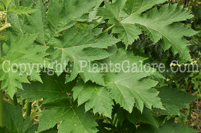 PGC-P-Anthriscus-sylvestris-aka-Cow-Parsley-4