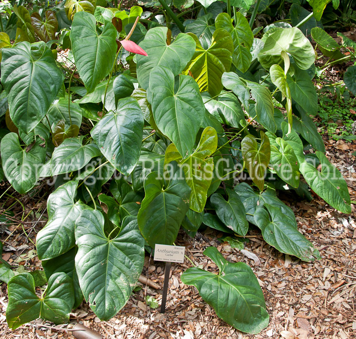 PGC-P-Anthurium-x-Caribe-0214-a-1