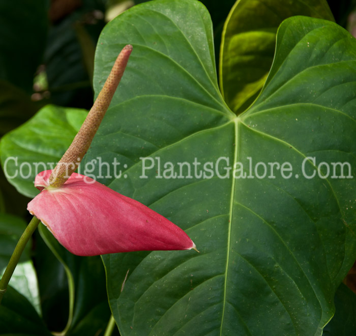 PGC-P-Anthurium-x-Caribe-0214-a-2