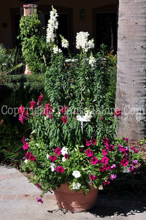 PGC-A-Antirrhinum-majalus-Rocket-White-2013-1