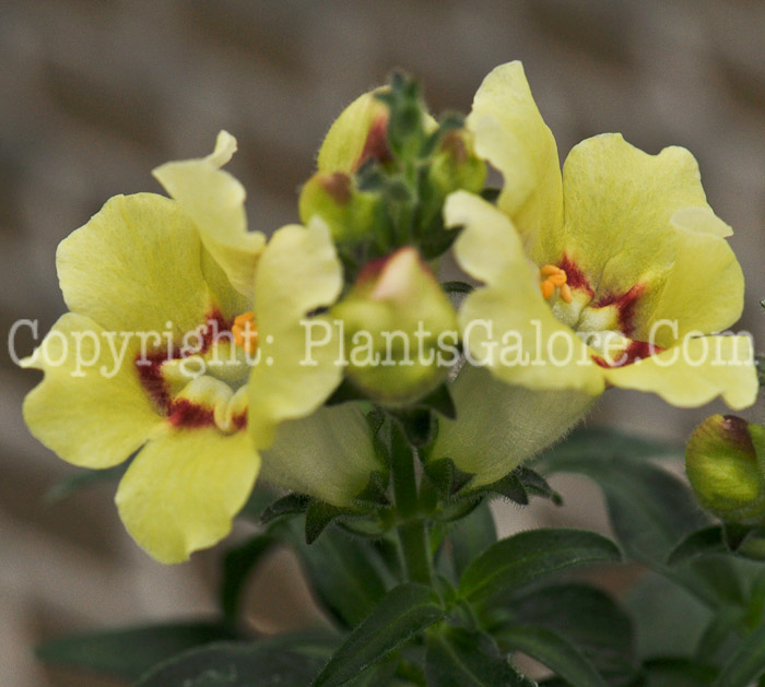 PGC-A-Antirrhinum-majus-Buttery-Dragon-2011-05-001