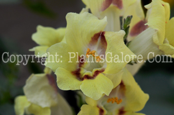 PGC-A-Antirrhinum-majus-Dragon-Buttery-04-2012-1