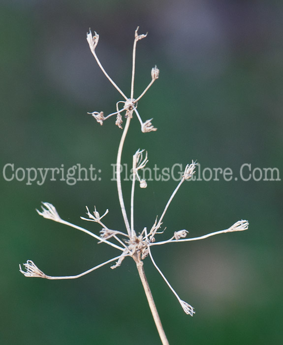 PGC-P-Apium-graveolens-aka-Wild-Celery-0514-2