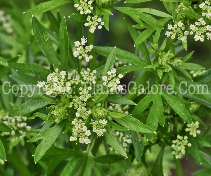 PGC-P-Apium-graveolens-aka-Wild-Celery-613-1