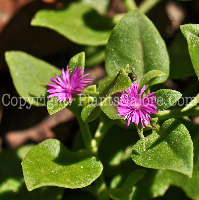 PGC-S-Aptenia-cordifolia-aka-Dew-Plant-4