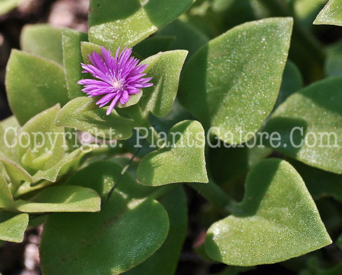 PGC-S-Aptenia-cordifolia-aka-Dew-Plant-5