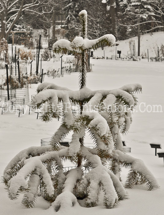 PGC-T-Araucaria-araucana-aka-Monkey-Puzzle-Tree-1