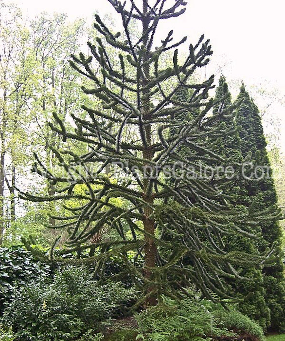 PGC-T-Araucaria-araucana-aka-Monkey-Puzzle-Tree-2