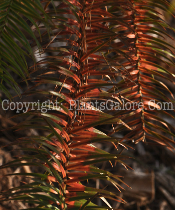 PGC-T-Araucaria-araucana-aka-Monkey-Puzzle-Tree-4