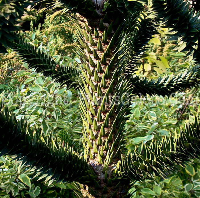PGC-T-Araucaria-araucana-aka-Monkey-Puzzle-Tree-5