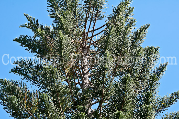 PGC-T-Araucaria-heterophylla-aka-Norfolk-Island-Pine-0214-1