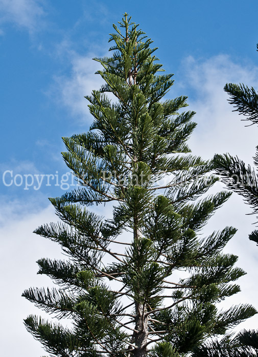 PGC-T-Araucaria-heterophylla-aka-Norfolk-Island-Pine-0214-2