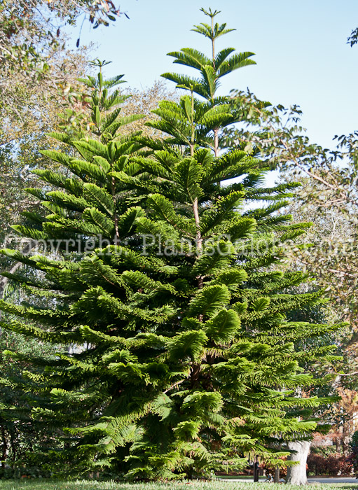 PGC-T-Araucaria-heterophylla-aka-Norfolk-Island-Pine-214-1