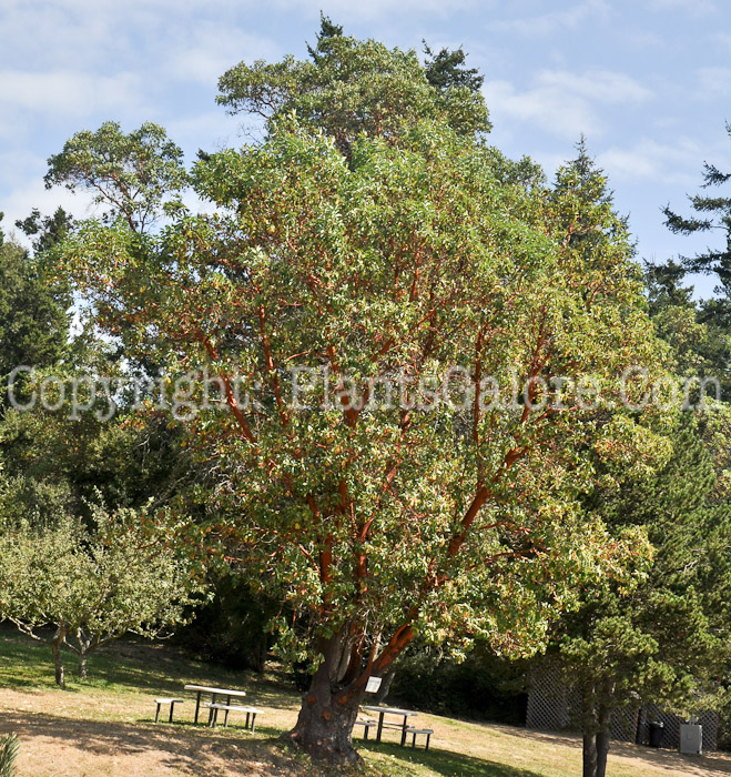 PGC-T-Arbutus-menziesii-aka-Pacific-Madrona-13-1