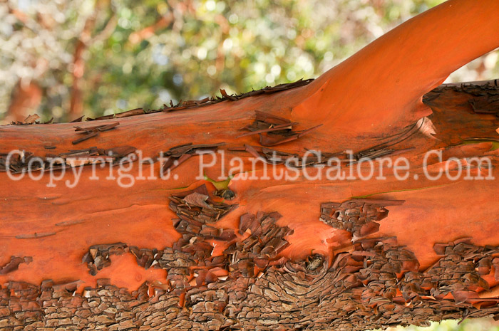 PGC-T-Arbutus-menziesii-aka-Pacific-Madrona-13-2