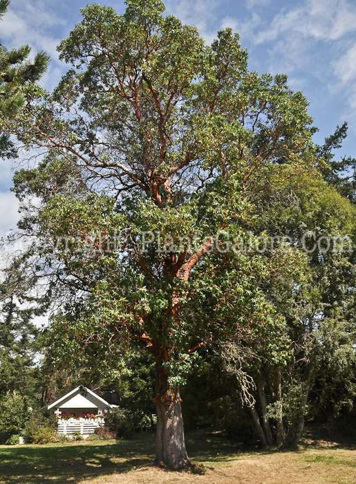 PGC-T-Arbutus-menziesii-aka-Pacific-Madrona-13-3