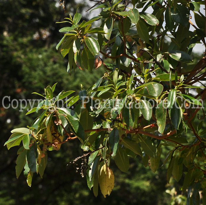 PGC-T-Arbutus-menziesii-aka-Pacific-Madrona-13-4