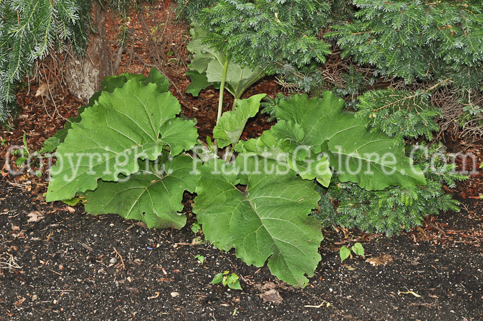 PGC-BI-Arctium-minus-aka-Common-Burdock-1