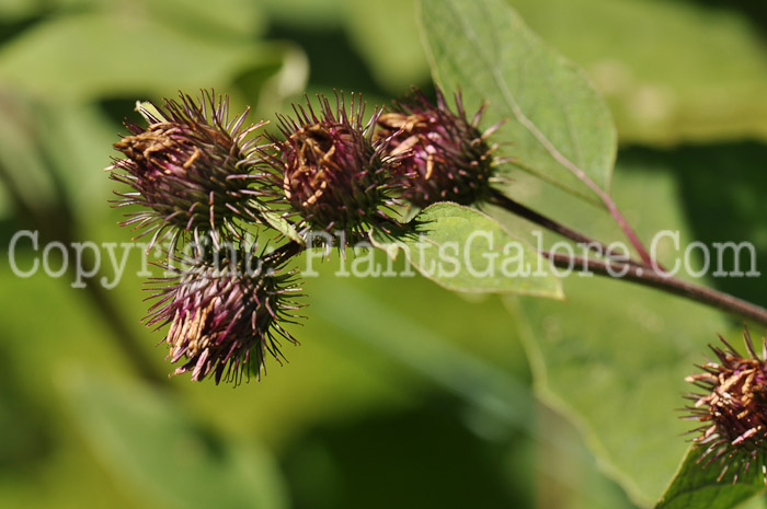 PGC-BI-Arctium-minus-aka-Common-Burdock-2