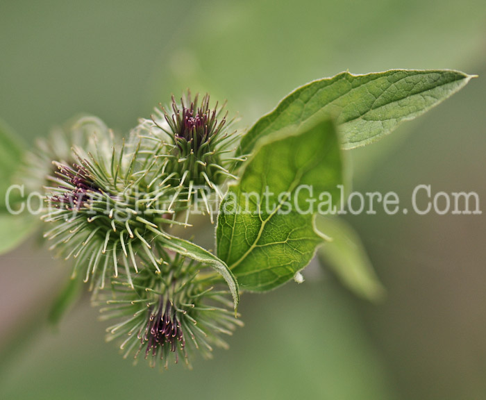 PGC-BI-Arctium-minus-aka-Common-Burdock-4