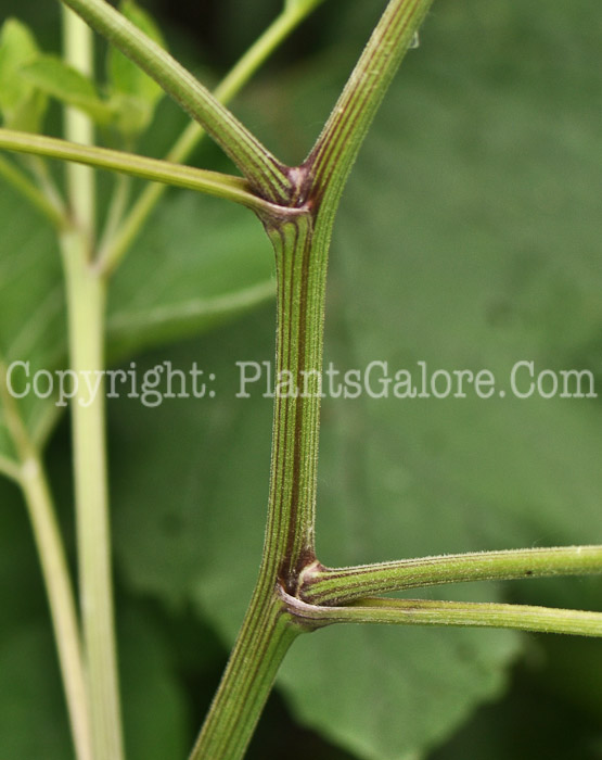 PGC-BI-Arctium-minus-aka-Common-Burdock-5