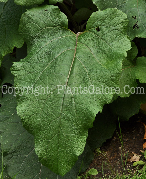 PGC-BI-Arctium-minus-aka-Common-Burdock-6