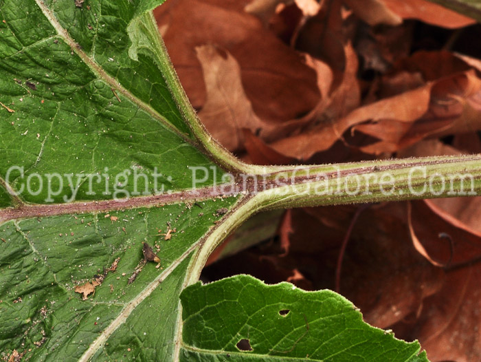 PGC-BI-Arctium-minus-aka-Common-Burdock-8