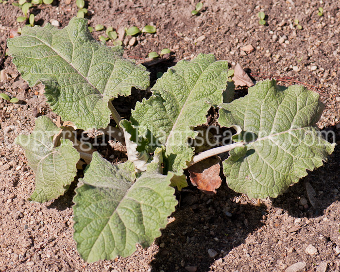 PGC-P-Arctium-minus-aka-Common-Burdock-0514-1