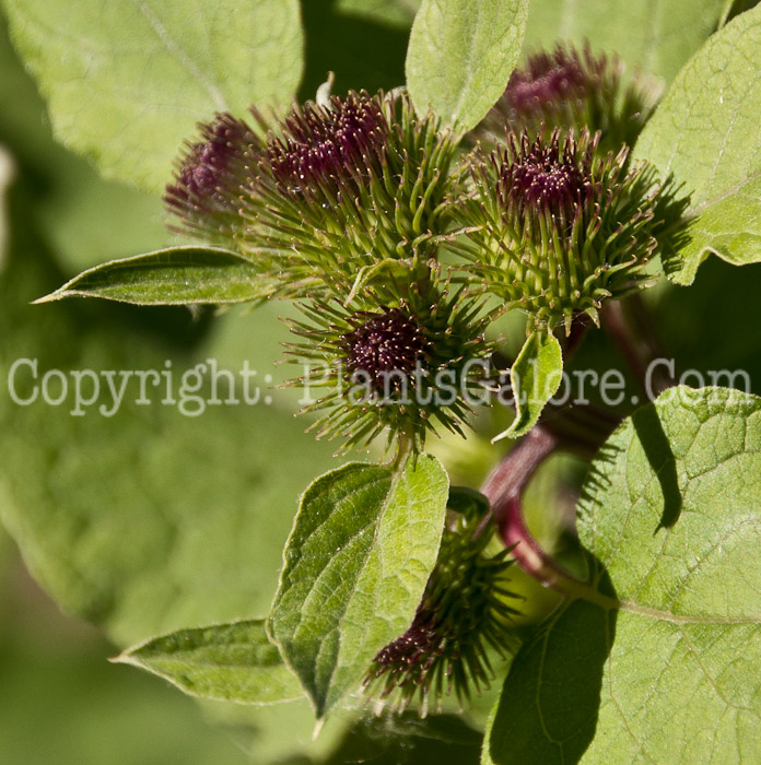 PGC-P-Arctium-minus-aka-Common-Burdock-0614a-3