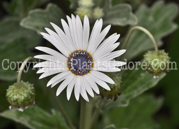 PGC-A-Arctotis-venusta-aka-African-Daisy-002