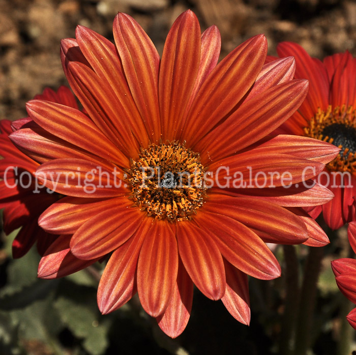 PGC-P-Arctotis-Peachy-Mango-aka-African-Daisy-1