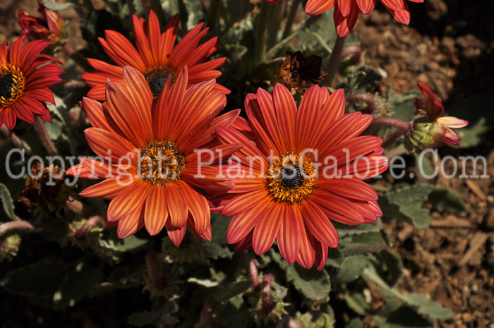 PGC-P-Arctotis-Peachy-Mango-aka-African-Daisy-3