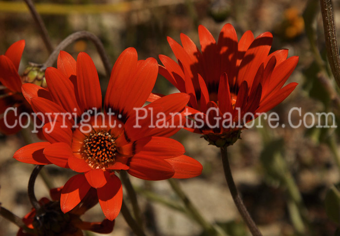 PGC-P-Arctotis-gumbletonii-aka-African-Daisy-1