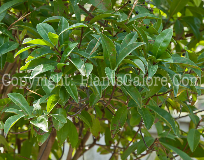 PGC-T-Ardisia-escallonioides-aka-Native-Marlberry-0214-2