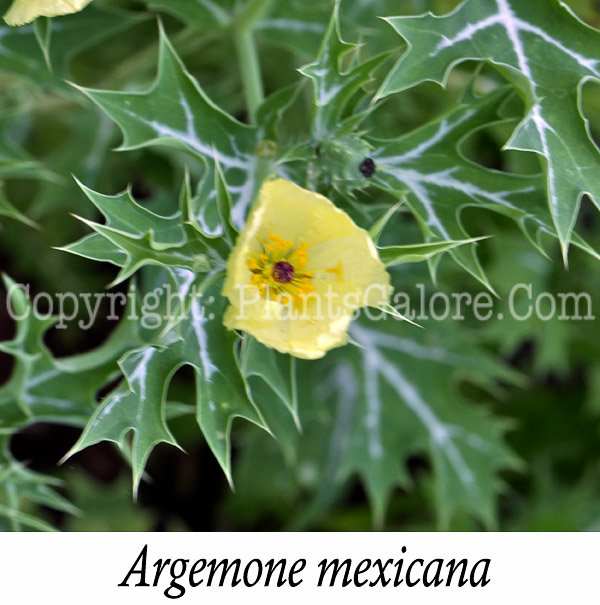 PGC-P-Argemone-mexicana-aka-Prickly-Poppy-3