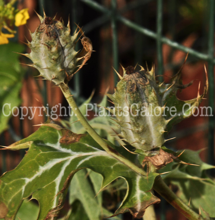 PGC-P-Argemone-mexicana-aka-Prickly-Poppy-5