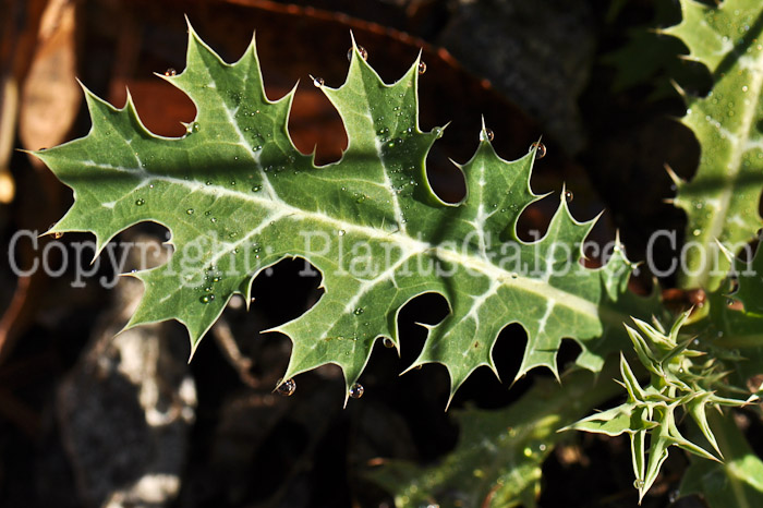 PGC-P-Argemone-mexicana-aka-Prickly-Poppy-6