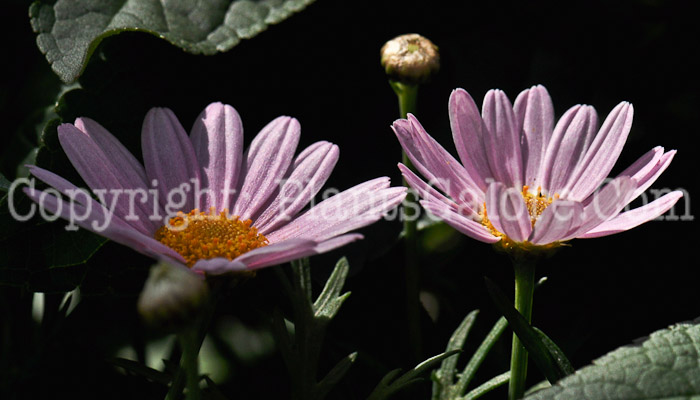 PGC-A-Argyranthemum-Comet-Pink-04-2012-4