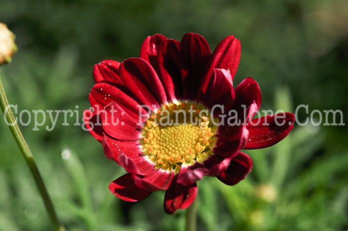 PGC-A-Argyranthemum-Comet-Red-04-2012-2