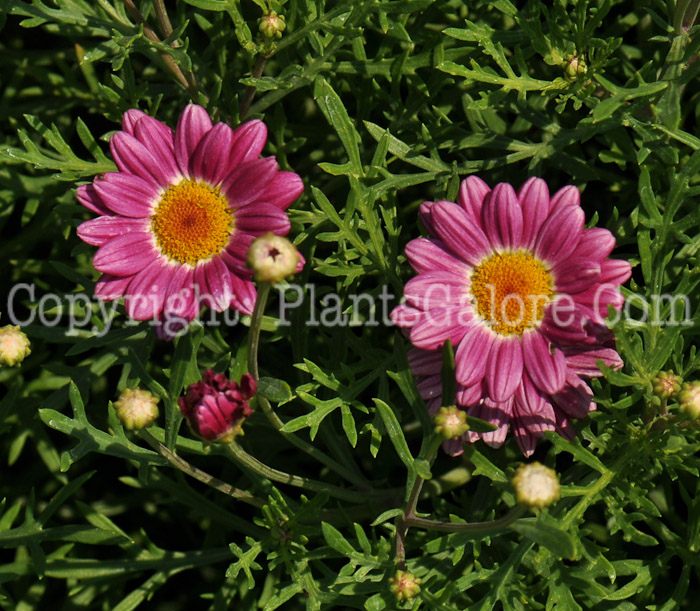 PGC-A-Argyranthemum-Comet-Red-2010-001