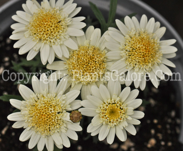PGC-A-Argyranthemum-Crested-Ivory-2010-003