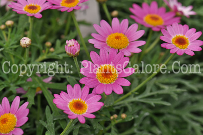 PGC-A-Argyranthemum-Deep-Pink-Improved-2010-003