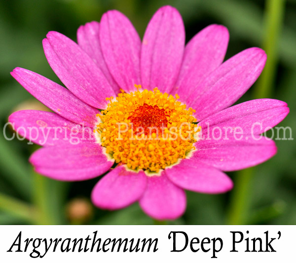 PGC-A-Argyranthemum-Deep-Pink-Improved-2010-004-Edit