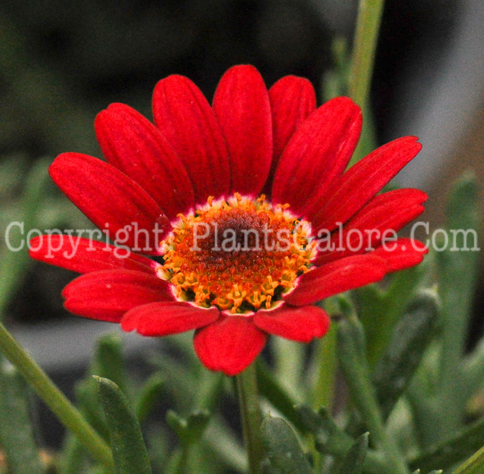 PGC-A-Argyranthemum-Madeira-Cherry-Red-2010-002